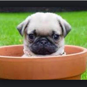 Meet your Posher, Kain